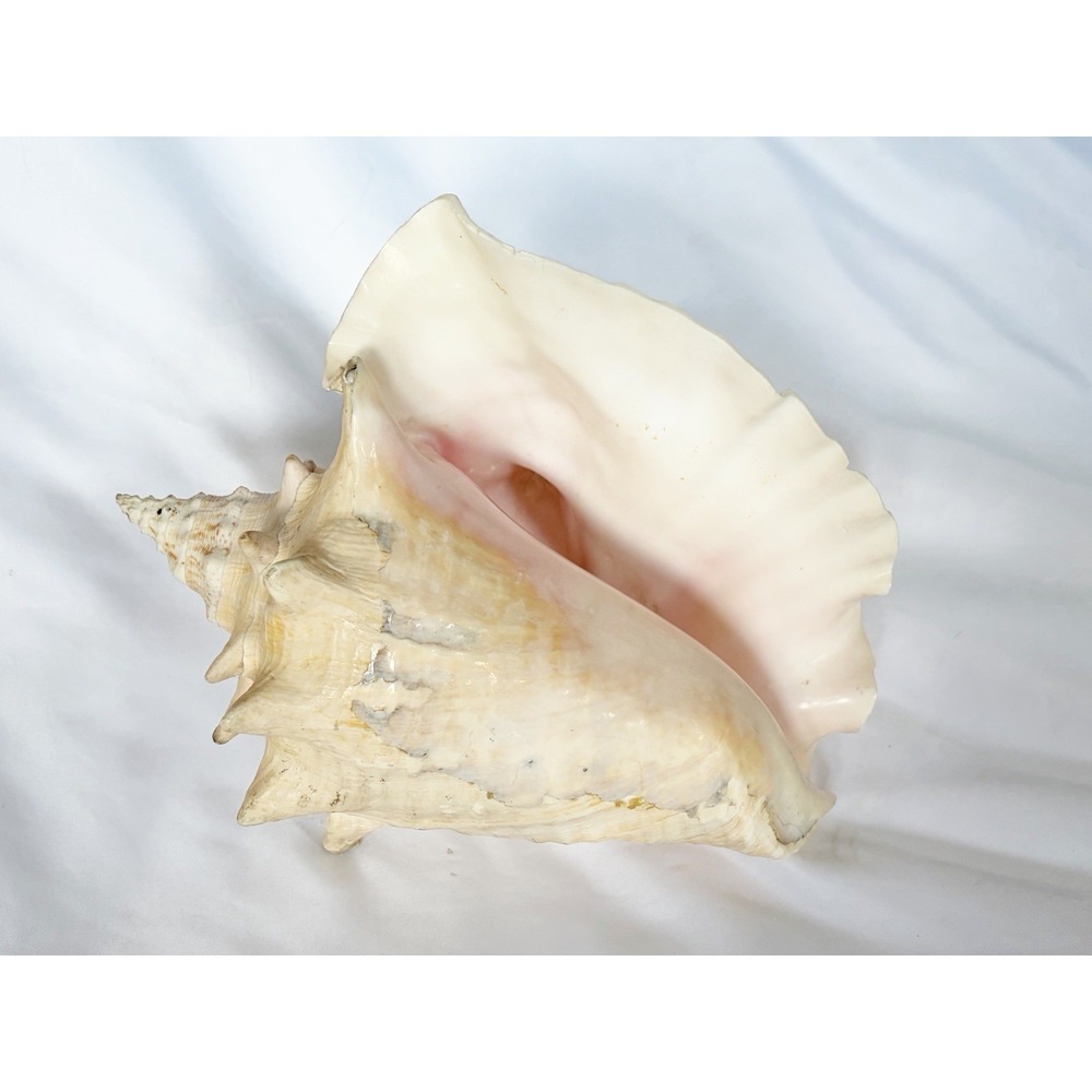Conch Shell 8 Inches Long X 4.5 Inches Tall